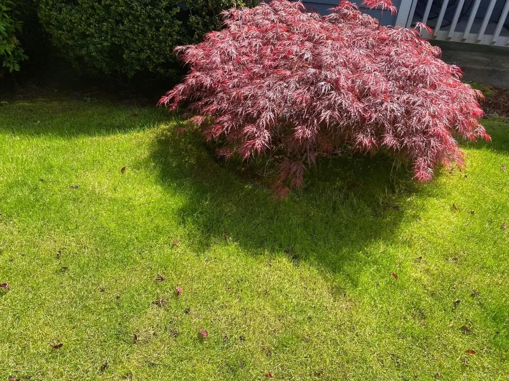 Local garden landscaping for beautiful yards in Gresham, OR by Say No More Lawn Care