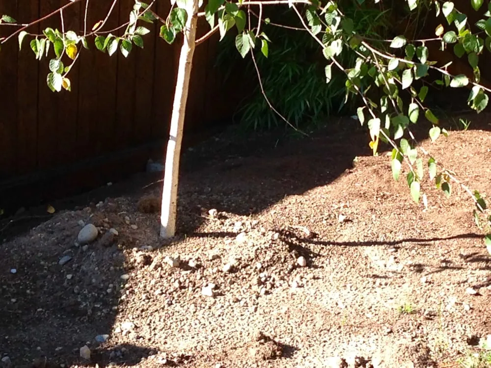 Professional outdoor landscaping in Maple Valley, WA - Saylor Landscaping