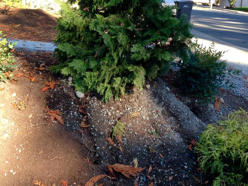 Trusted yard cleanup service with custom design across Maple Valley, WA - Saylor Landscaping