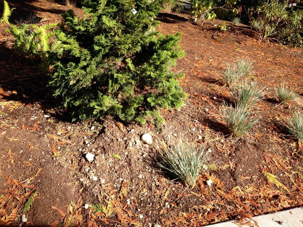 Expert residential landscaping for beautiful yards in Maple Valley, WA by Saylor Landscaping