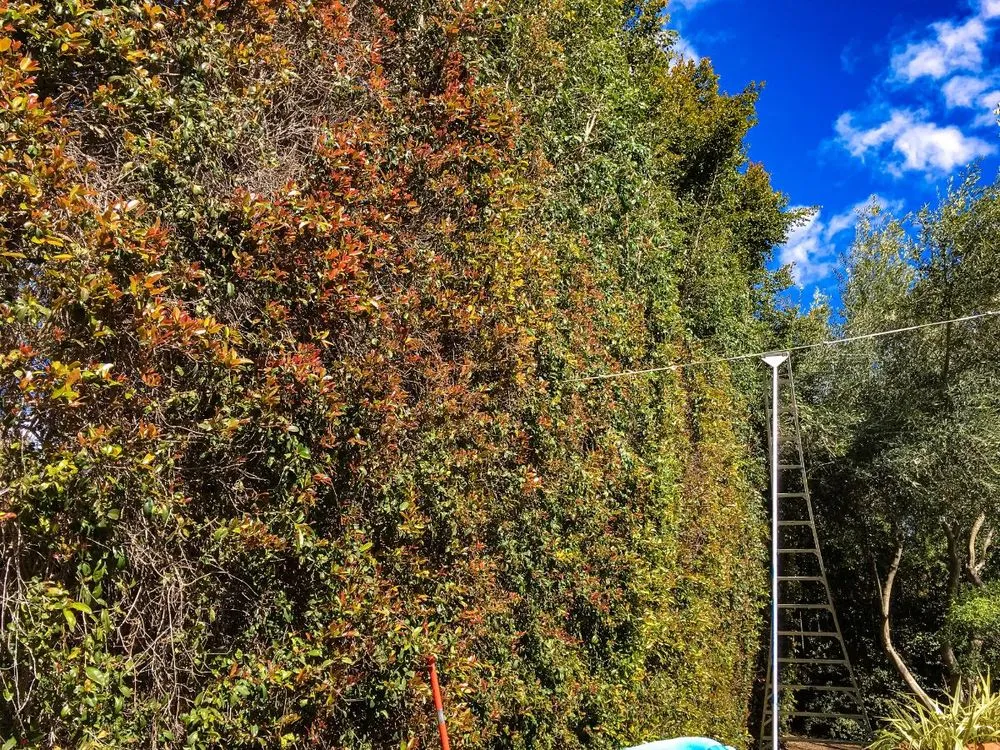 Top-rated garden landscaping experts serving Santa Barbara, CA - SB Evolution Landscape