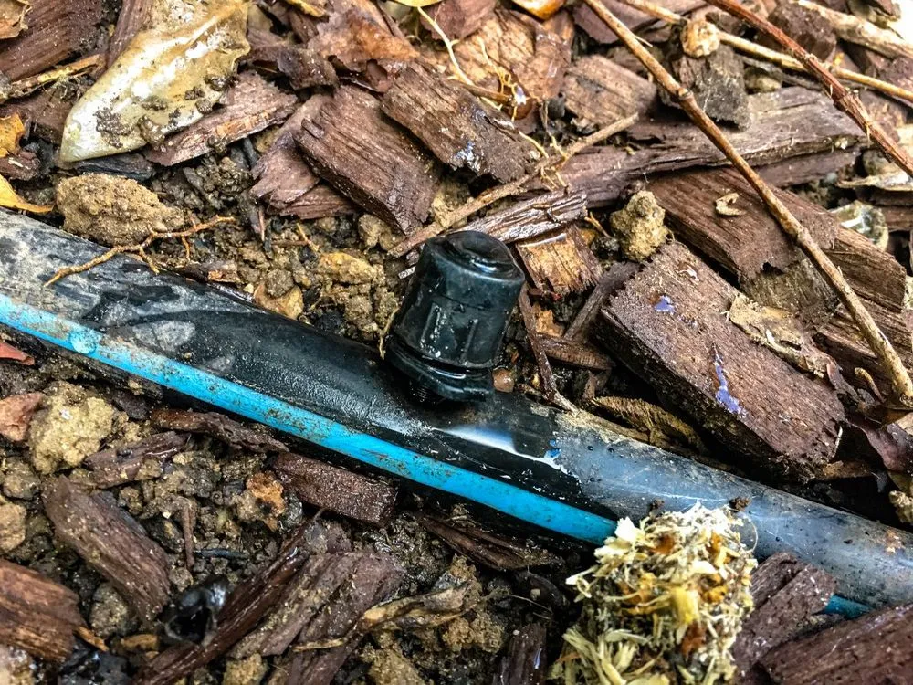 Reliable lawn care service in Santa Barbara, CA - SB Evolution Landscape