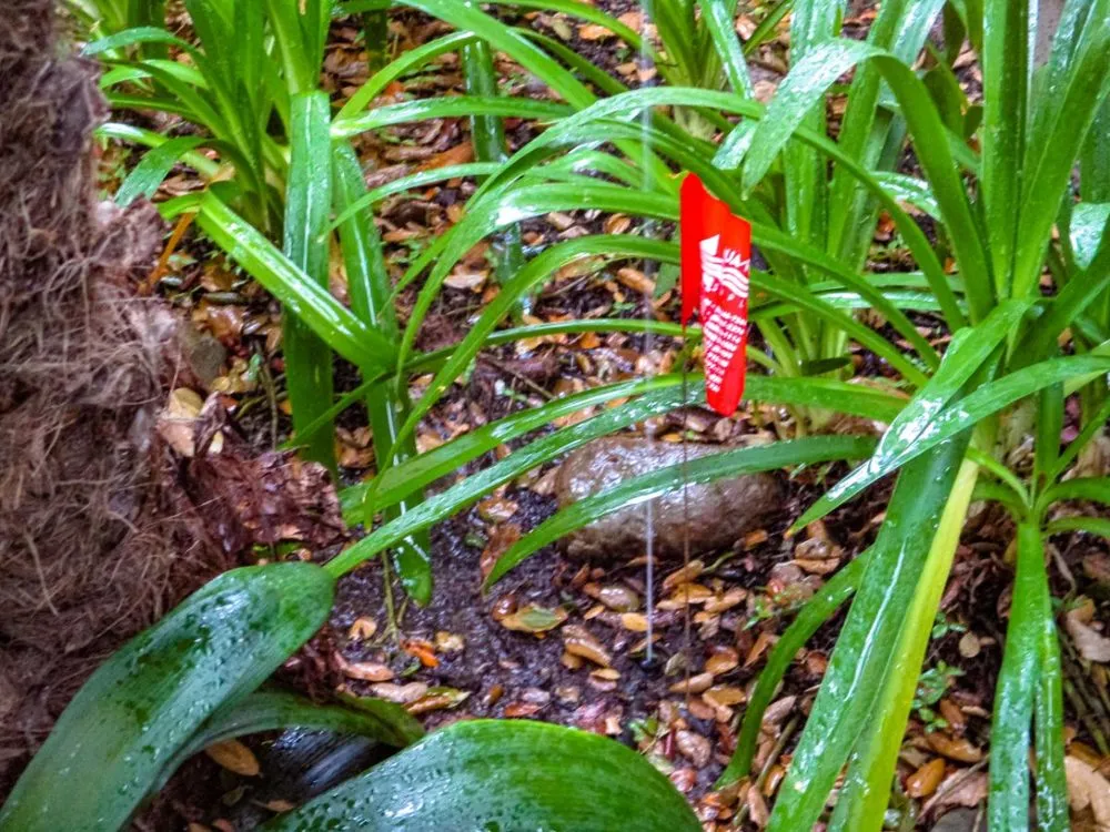 Affordable lawn care service for homes across Santa Barbara, CA - SB Evolution Landscape