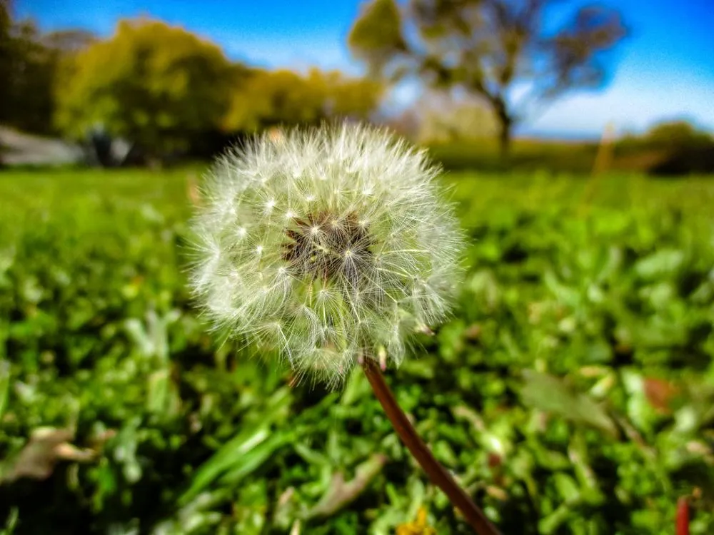 Professional lawn mowing service in Santa Barbara, CA by SB Evolution Landscape