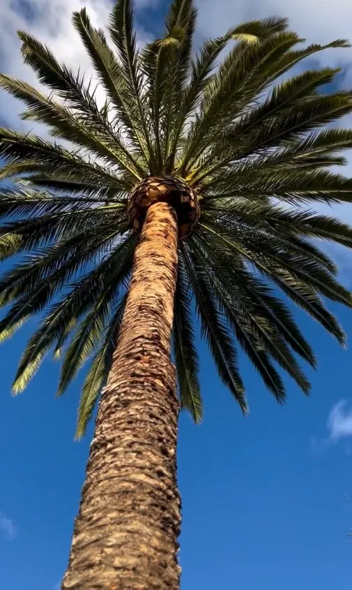 Affordable lawn care service for beautiful yards across Santa Barbara, CA - Sb Landscape Solutions