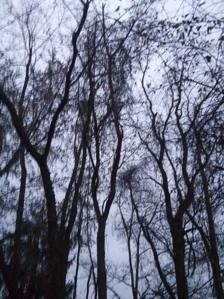 Top-rated outdoor landscaping for residential properties in Weirton, WV by S&b Tree&lawn Experts