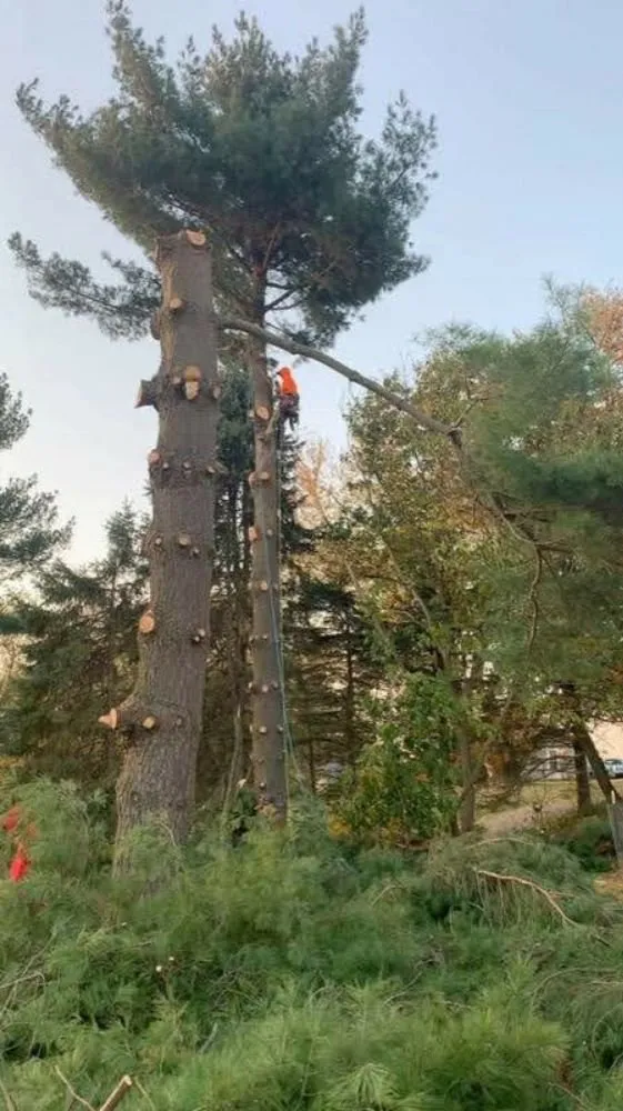 Expert residential landscaping experts serving Weirton, WV - S&b Tree&lawn Experts