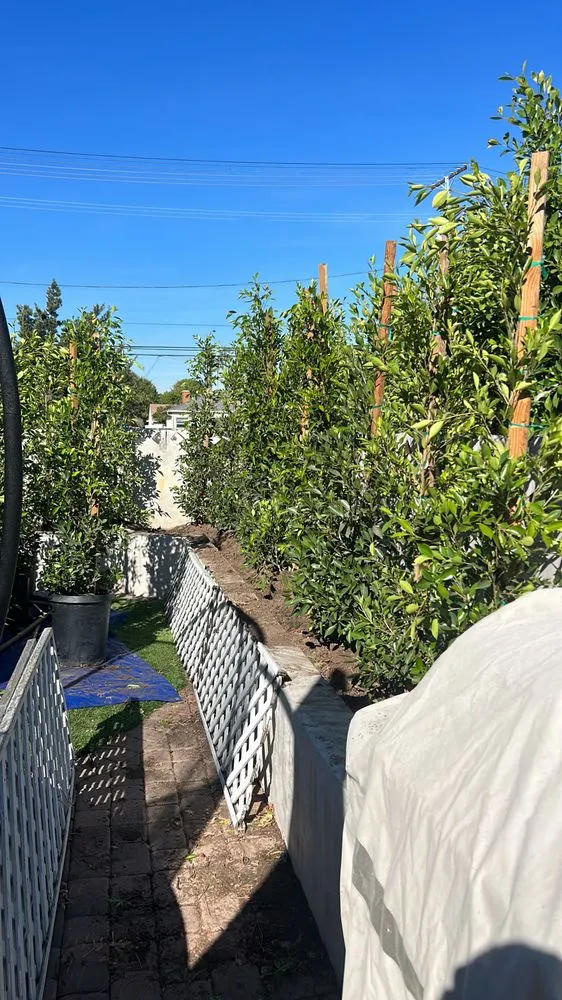 Custom yard cleanup service for year-round maintenance across Palos Verdes, CA - SBDB Landscaping