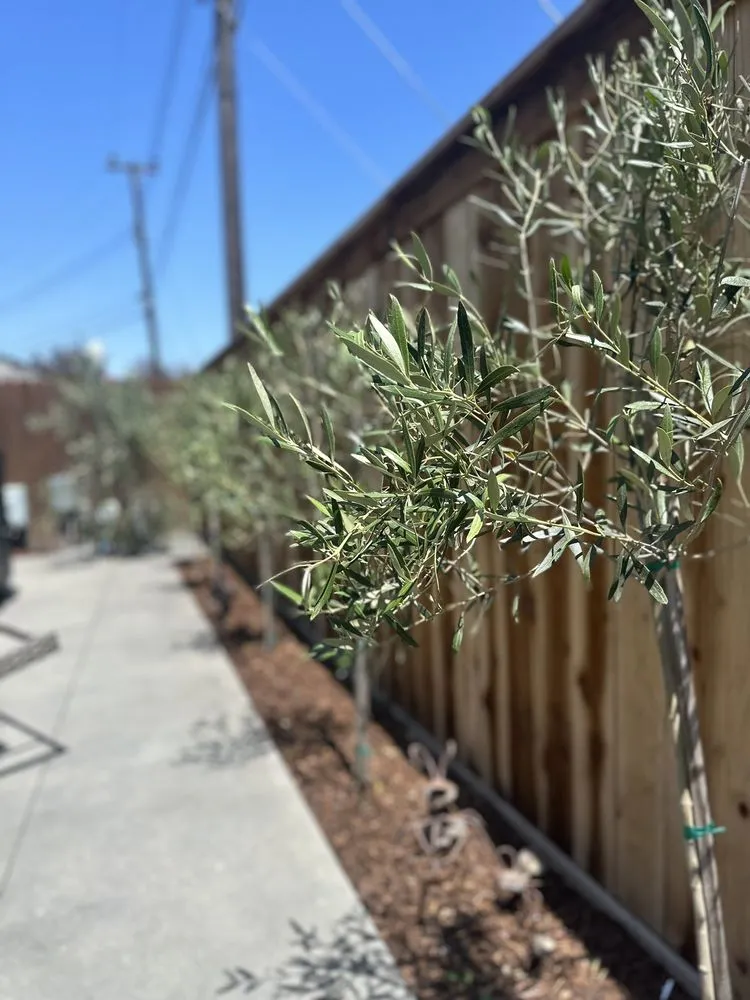 Expert lawn mowing service in Palos Verdes, CA by SBDB Landscaping