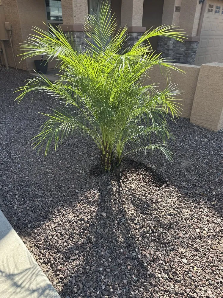 Local landscape installation with custom design across Phoenix, AZ - SBS Landscape