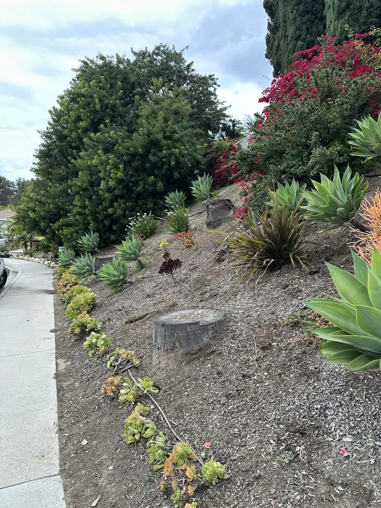 Affordable landscape installation for homes in San Juan Capistrano, CA by SC Landscape