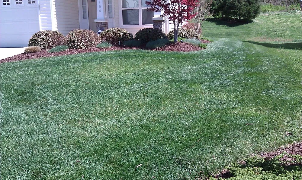 Expert yard cleanup service in Elon, NC - SC Lawn Care