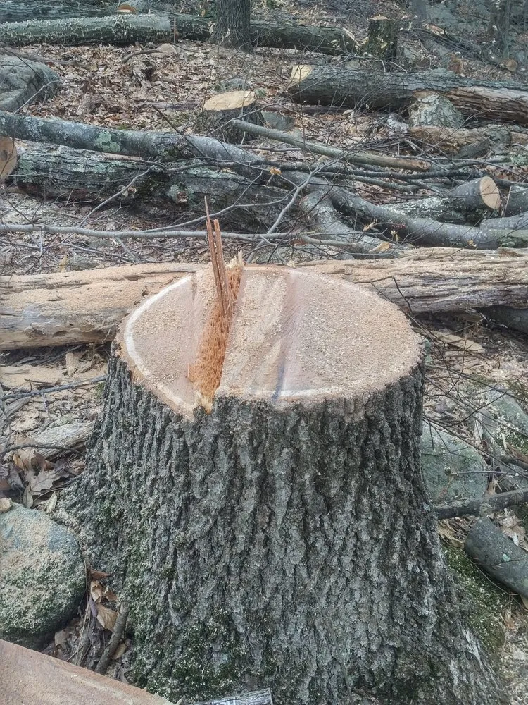 Top-rated lawn mowing service with custom design in Bushkill, PA by SC Tree & Landscape