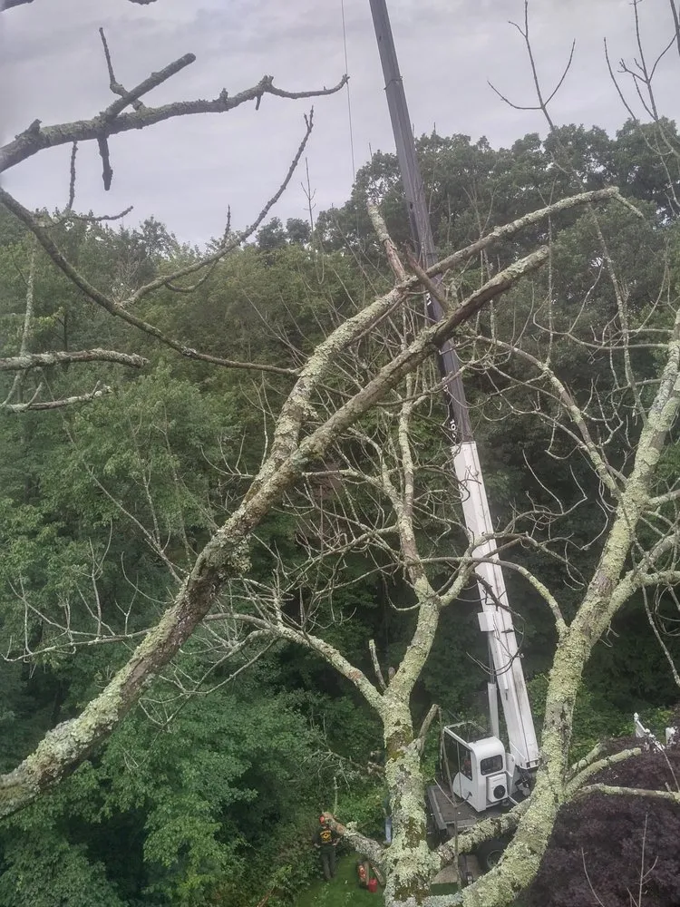 Top-rated yard maintenance in Bushkill, PA by SC Tree & Landscape