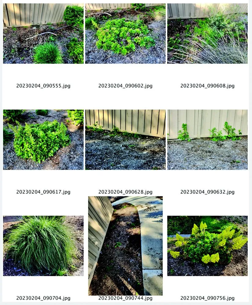 Top-rated landscaping services in La Habra, CA - Sc Yamamoto