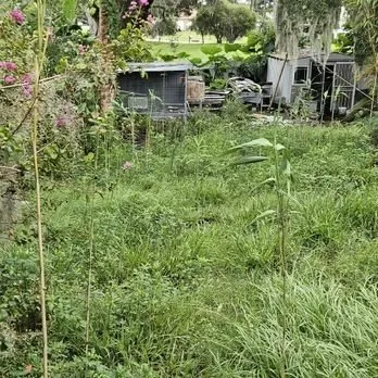 Expert lawn care service in Edgewater, FL - Scalora Landscaping