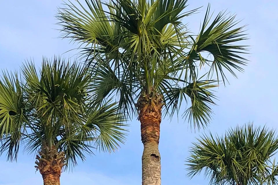 Local yard cleanup service experts serving Charleston, SC - Scape A Lot