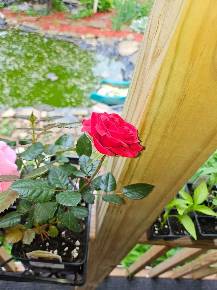 Custom lawn mowing service experts serving Sharpsville, PA - Scape Your Escape