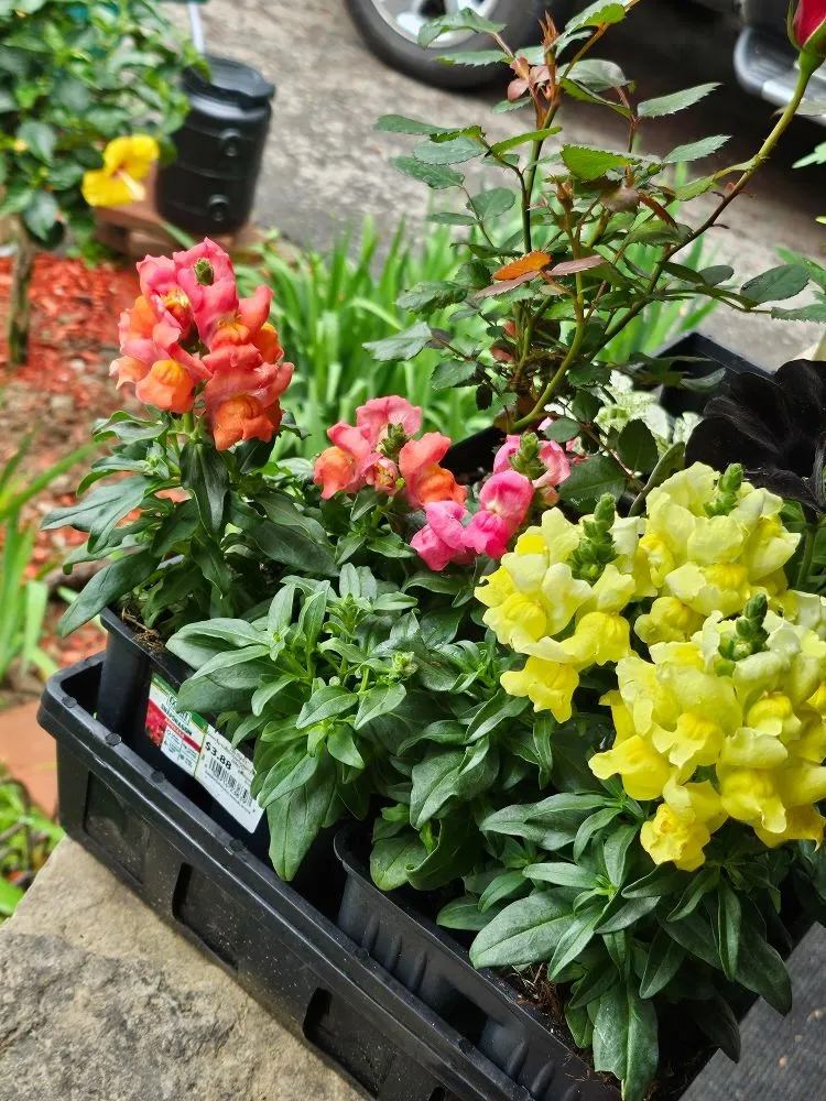 Custom yard cleanup service for residential properties across Sharpsville, PA - Scape Your Escape