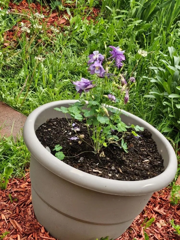 Trusted lawn mowing service experts serving Sharpsville, PA - Scape Your Escape