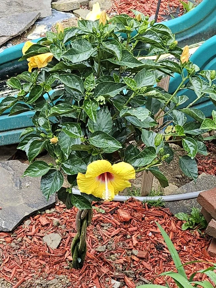 Trusted landscaping services in Sharpsville, PA - Scape Your Escape