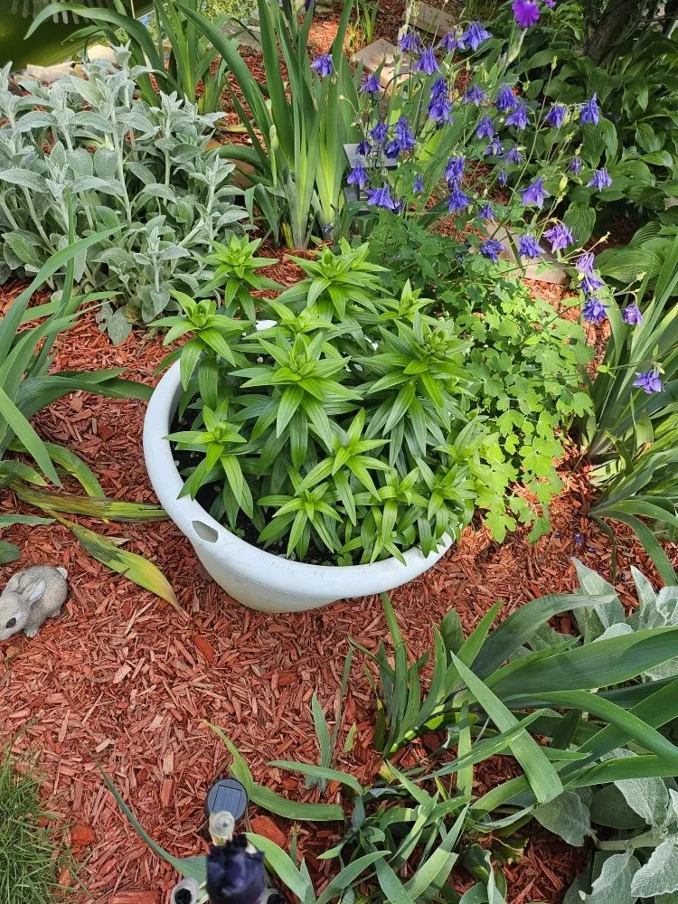 Custom landscaping services in Sharpsville, PA by Scape Your Escape