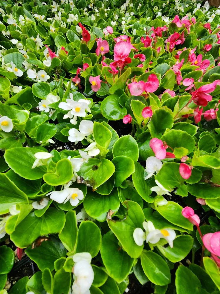 Reliable yard cleanup service for beautiful yards in Silver Spring, MD by Scapers Landscape Services