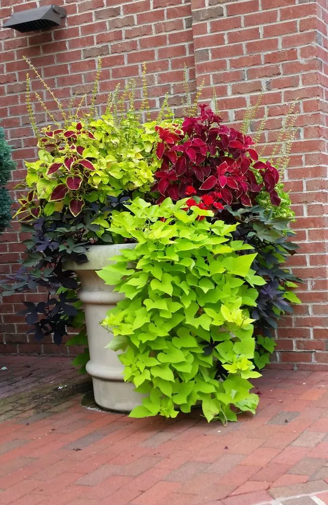 Reliable landscaping services in Silver Spring, MD by Scapers Landscape Services