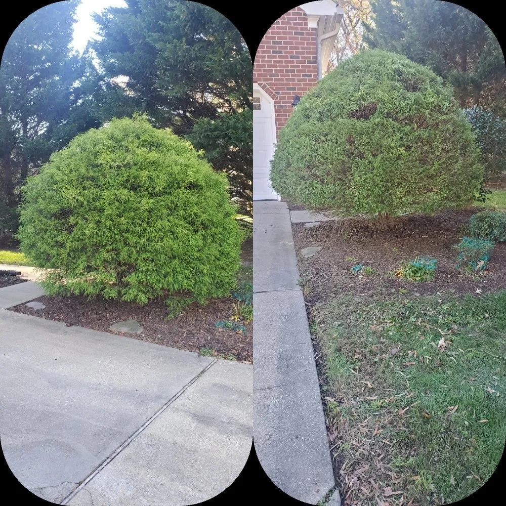 Top-rated yard cleanup service in Smithfield, VA - Scapers