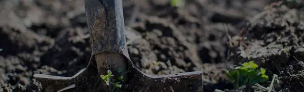 Scapes and Services Logo