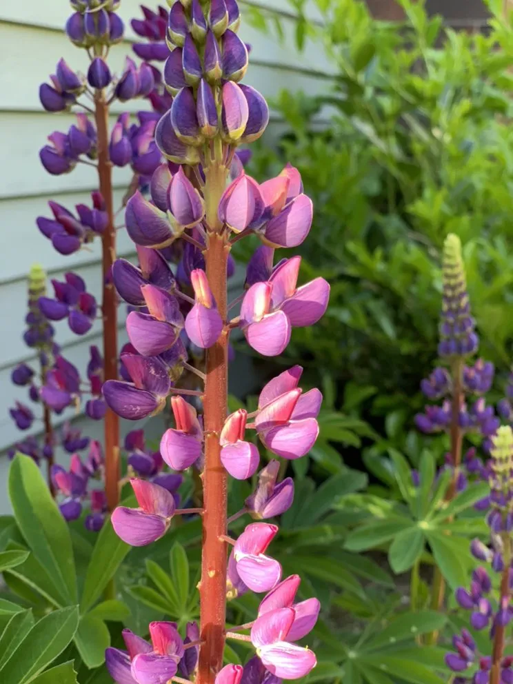 Trusted yard maintenance for year-round maintenance across Mukilteo, WA - Scapes and Spaces