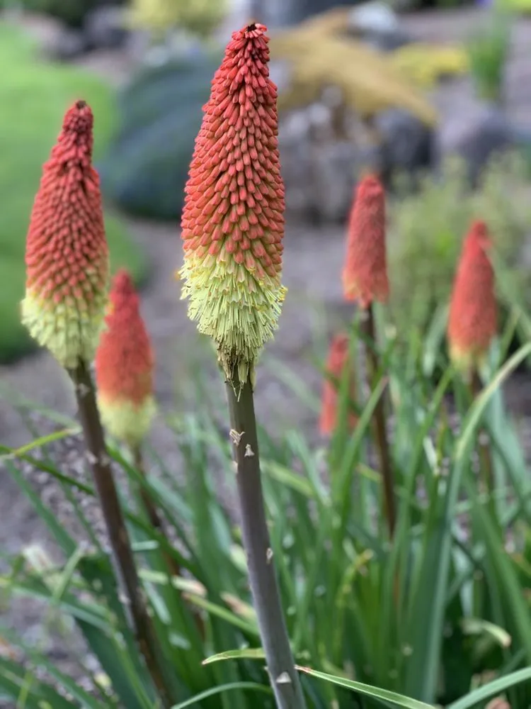 Affordable outdoor landscaping for outdoor upgrades in Mukilteo, WA by Scapes and Spaces