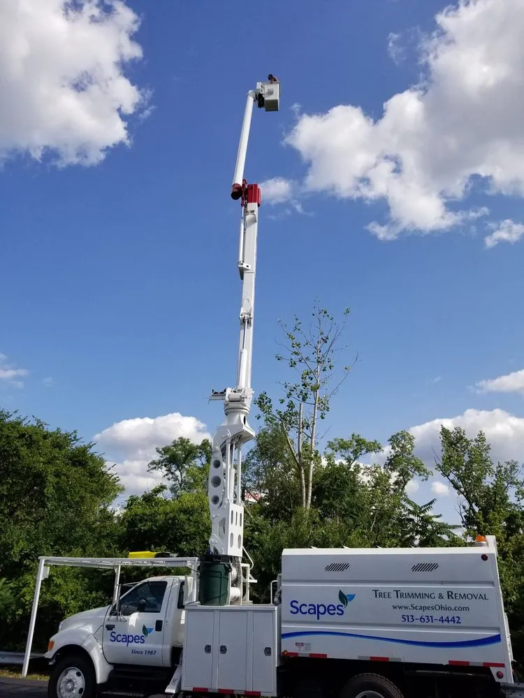 Trusted yard cleanup service for year-round maintenance across Cincinnati, OH - Scapes