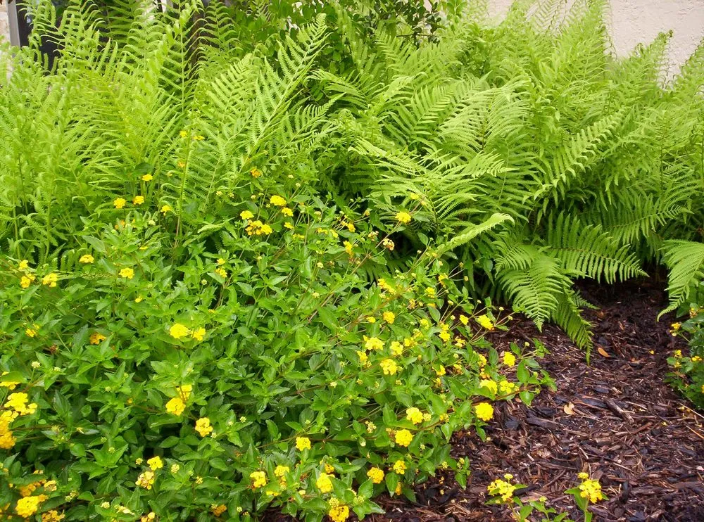 Trusted yard cleanup service experts serving San Antonio, TX - Scapes Creative Outdoor Solutions