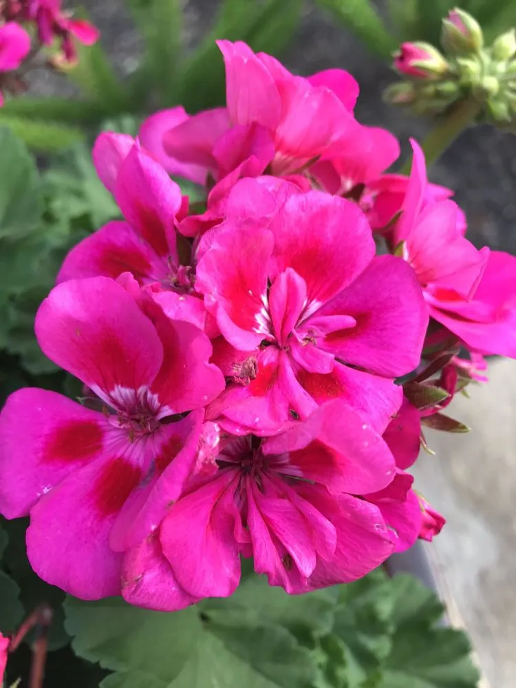 Trusted landscape design in Porter, TX by SCAPES ENVIRONMENTAL DESIGN