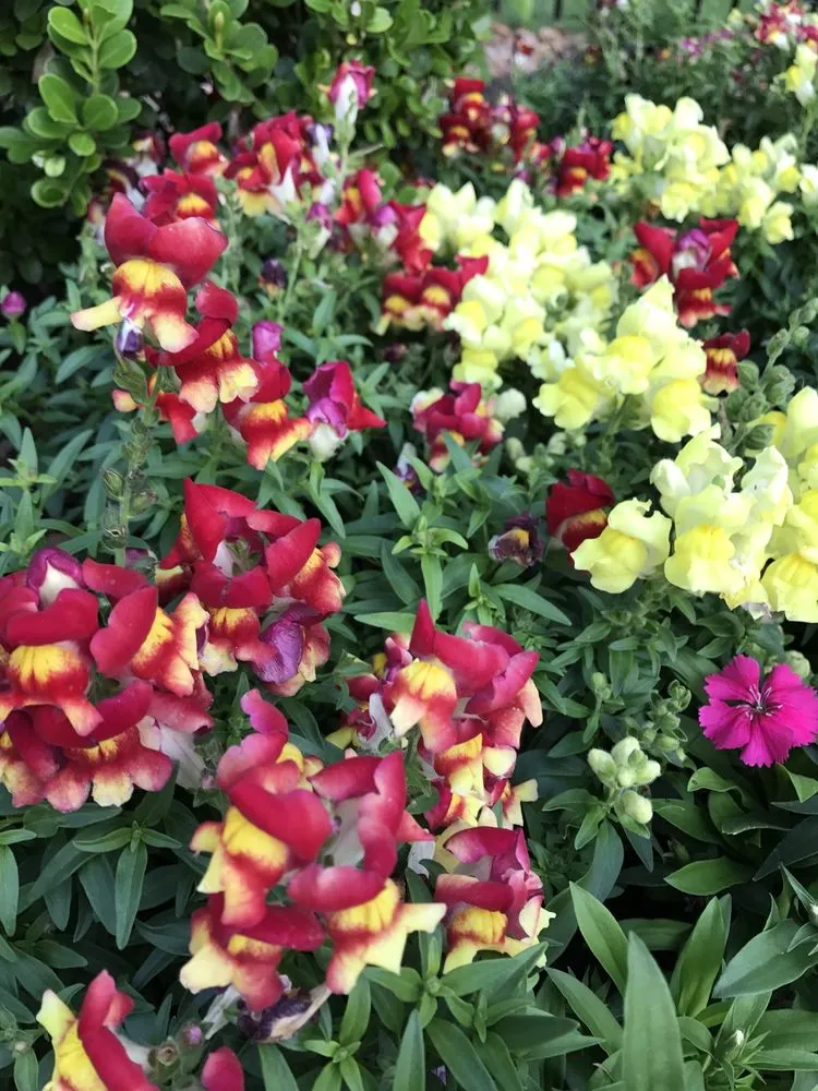 Top-rated yard maintenance for residential properties in Porter, TX by SCAPES ENVIRONMENTAL DESIGN