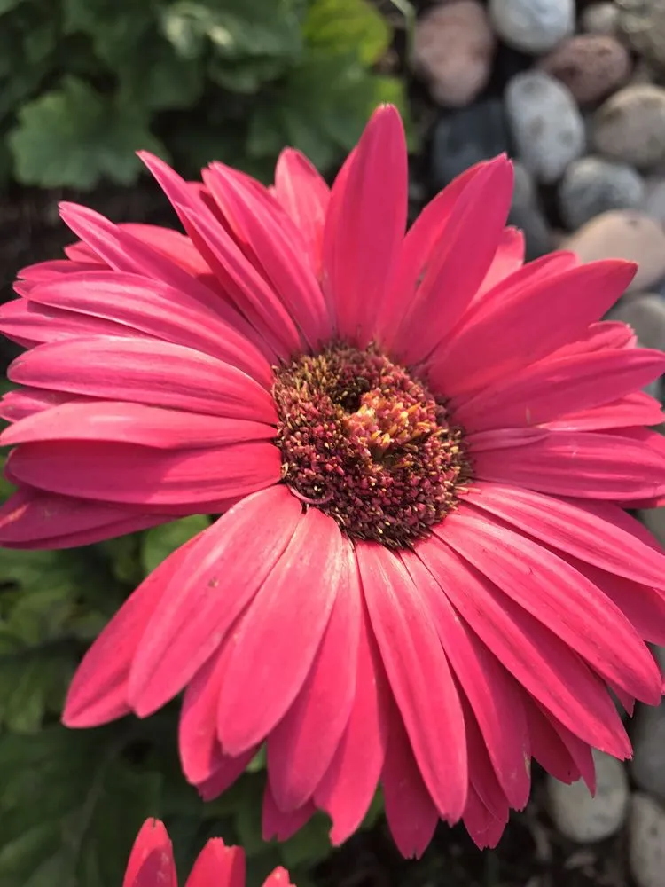 Custom garden landscaping near you in Porter, TX by SCAPES ENVIRONMENTAL DESIGN