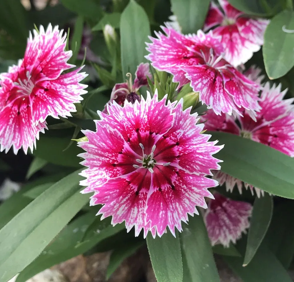 Local lawn care service experts serving Porter, TX - SCAPES ENVIRONMENTAL DESIGN