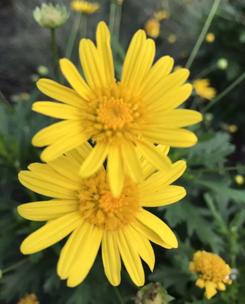 Trusted yard maintenance for outdoor upgrades across Porter, TX - SCAPES ENVIRONMENTAL DESIGN