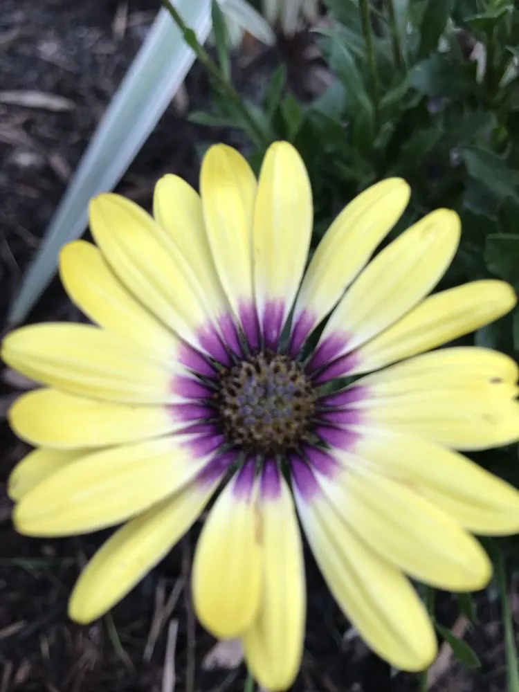 Affordable garden landscaping experts serving Porter, TX - SCAPES ENVIRONMENTAL DESIGN