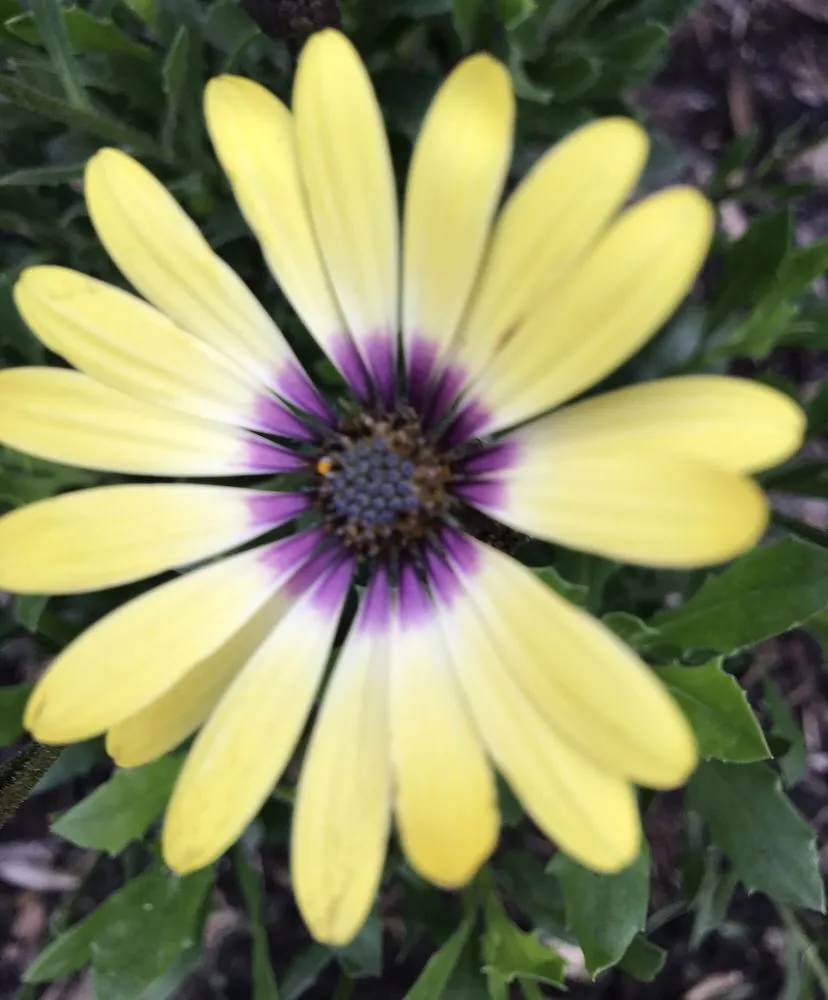 Custom yard cleanup service in Porter, TX by SCAPES ENVIRONMENTAL DESIGN