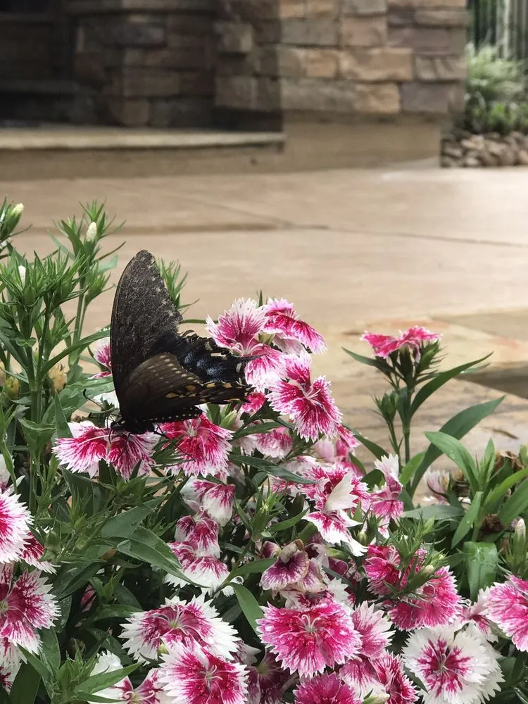 Professional landscape installation for homes in Porter, TX by SCAPES ENVIRONMENTAL DESIGN