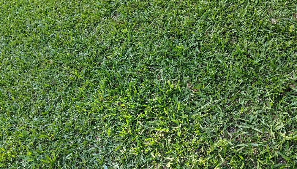 Custom landscaping services experts serving Warner Robins, GA - Scarlett Yardworks