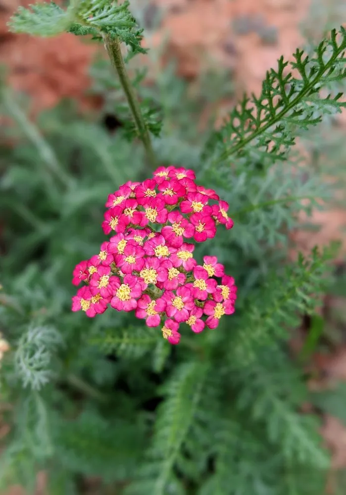 Affordable lawn mowing service experts serving Warner Robins, GA - Scarlett Yardworks