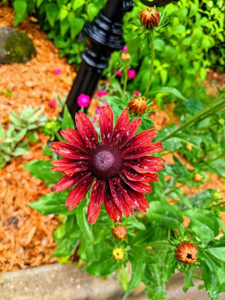 Expert lawn mowing service in Warner Robins, GA by Scarlett Yardworks