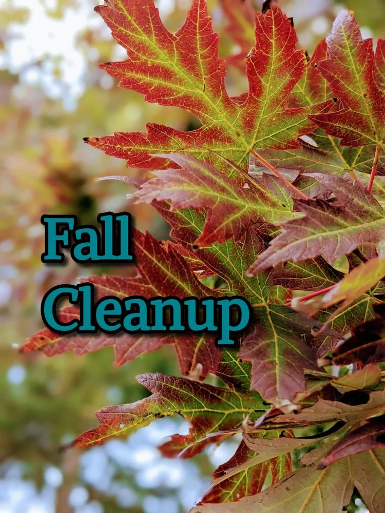 Trusted lawn care service for homes across Warner Robins, GA - Scarlett Yardworks