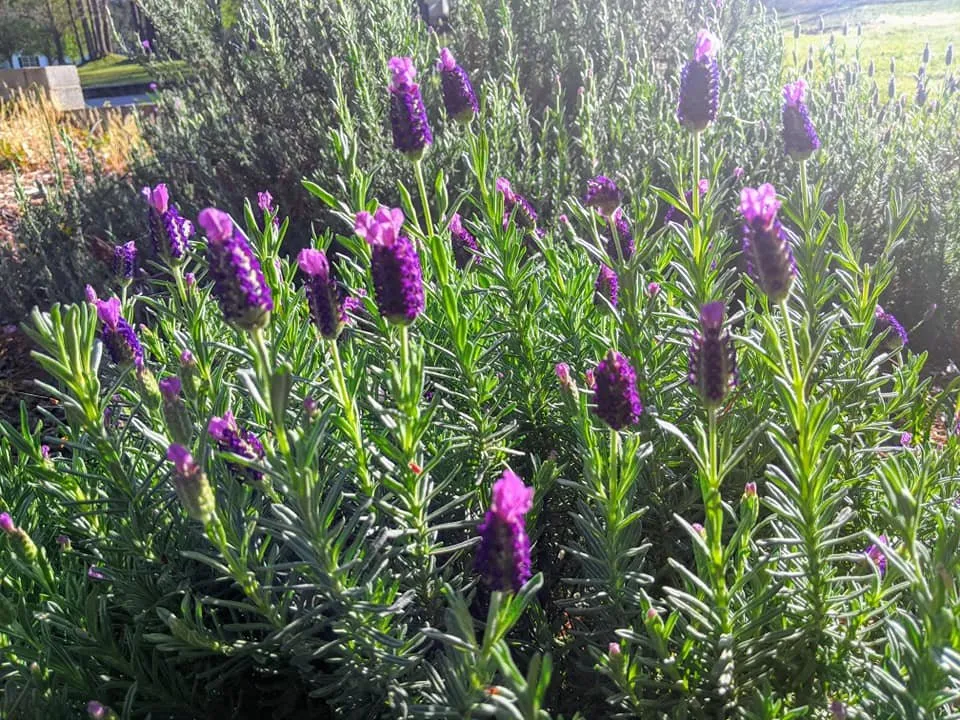 Custom residential landscaping experts serving Warner Robins, GA - Scarlett Yardworks