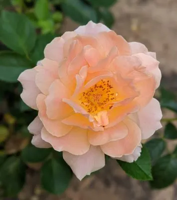 Scarlett Yardworks Logo