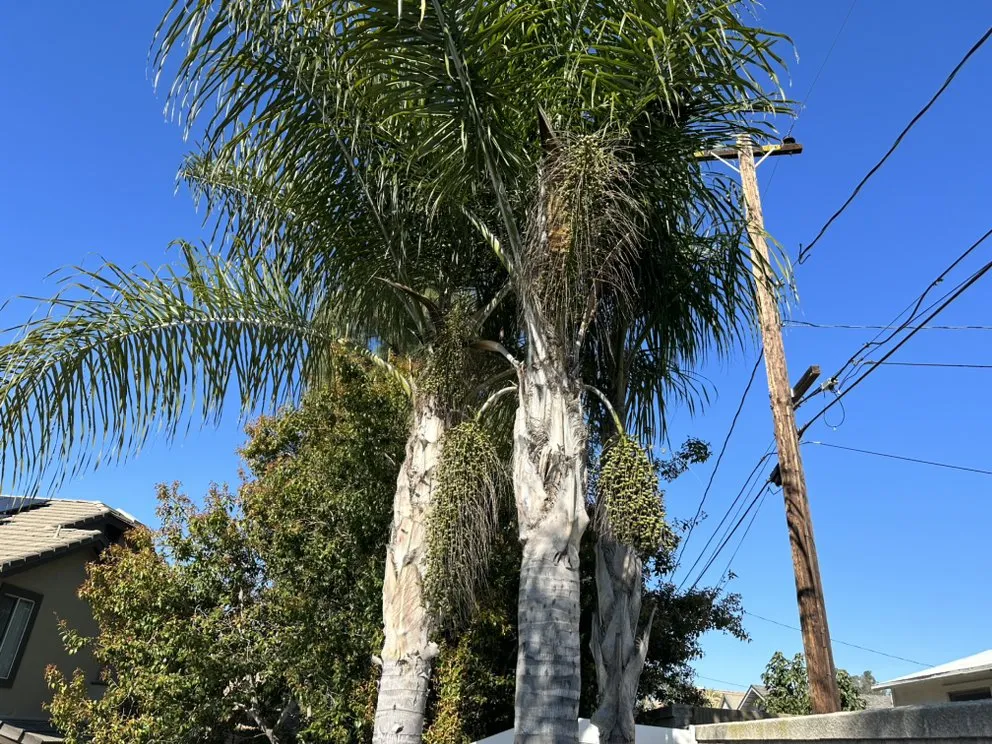 Professional outdoor landscaping for year-round maintenance across Rancho Cucamonga, CA - Scarlett’s Landscape Management