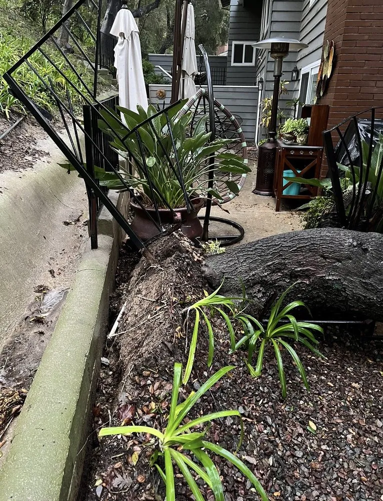 Professional yard maintenance in Ventura, CA by Scarlett's Landscape